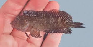 Image result for Blepharis buchneri