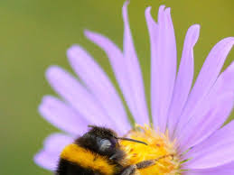 Do bumble bees sleep in flowers? Bumblebees Push Away Newcomers Who Try To Learn From Them Wired Uk