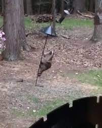Squirrel on greased pole clip. Squirrel Tries To Climb Greased Pole Jukin Media Inc