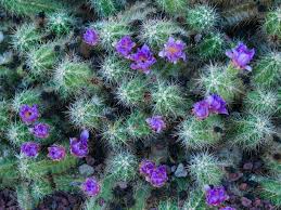 Incluso los cactus necesitan cuidado. Cuidar Un Cactus Cultivo Y Requisitos Plantas