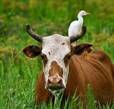 Spanish Bird Of Beef Cattle Australia Animals Farm Cow