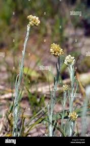 Image result for Pseudognaphalium luteo-album