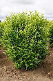 It gets its name from the schipka mountain pass in bulgaria where it was discovered. Prunus Laurocerasus Schipkaensis 3 5 Ft Rounded Prefers Moist Well Drained Highly Organic Prunus Laurocerasus Organic Gardening Soil Evergreen Plants