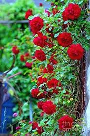 We make up one brain to discourse this gardening roses picture upon this webpage because predicated on conception coming from yahoo image, its one of the most notable reted inquiries. Buy National Gardens Red Climbing Rose Flower Seeds Multicolour Pack Of 10 On Amazon Paisawapas Com