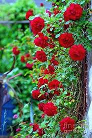 Garage nice rose flowers in beautiful garden. Buy National Gardens Red Climbing Rose Flower Seeds Multicolour Pack Of 10 On Amazon Paisawapas Com