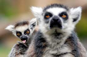 Ring Tailed Lemur Lemur Animals Beautiful African Animals