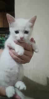 Persian kittens for rehoming in Zamboanga City