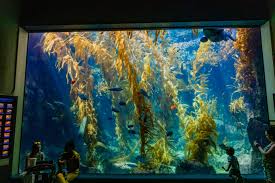 Birch Aquarium At Scripps Institution Of Oceanography Explore A Forest Under The Ocean Our Two Story 70 000 Gallon Giant Kelp Tank Immerses Guests Into The Wor Birch Aquarium Forest Ecosystem Under The Ocean