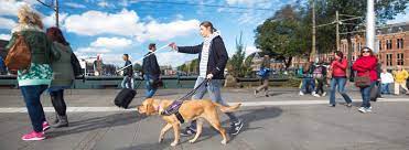 In nederland houdt het koninklijk nederlands geleidehonden fonds (kngf) zich hier sinds 1935 mee bezig. Royal Dutch Guide Dog Foundation Npk Design