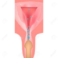 射精。生殖管への射精。子宮と卵巣の構造。孤立した背景のベクトル図のイラスト素材・ベクター Image 161499733