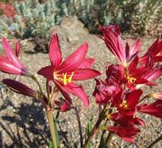 Image result for Polystachya bifida