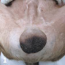 Image result for scrotum dog skin peeling