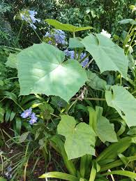 Image result for Vitellariopsis