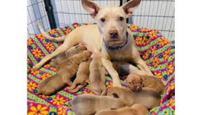 New animals are restocked every monday and friday. Puppies Born On Day Of Tornado Warning Named For Kc Meteorologists