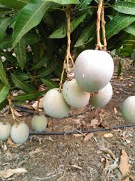 Pin On Fruits