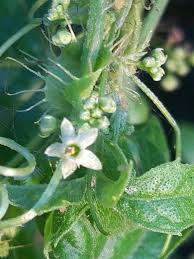 Image result for Ctenolepis cerasiformis