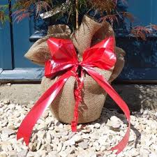 Then, attach a foam flower on one side of the stake using glue dots. Buy Gift Wrapped Trees Personalised Gift Trees Ornamental Trees Ltd