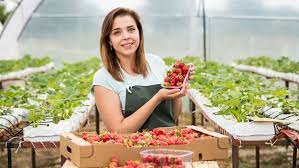 Daca plantezi 100mp cu o densitate de 100.000 plante/ha poti sa scoti valorile maxime date in lucrarile stiintifice. Topul Celor Mai Profitabile Culturi Pe SuprafeÈe Mici Basf Agricultural Solutions Romania