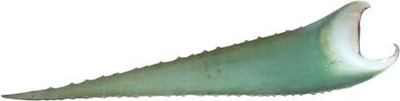 Das aloe vera gel hat hautberuhigende eigenschaften, es kann man als hautmaske, haarmaske verwenden. Tyros Aloe Vera Company Aloe Vera Blatt Barbadensis Miller 600 G Ecco Verde Onlineshop