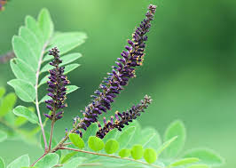 Image result for Indigofera glaucifolia