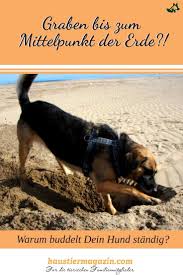Warum Grabt Mein Hund Locher Haustiermagazin Hundeverhalten Hunde Tiere