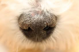 犬 鼻 の 中 白い