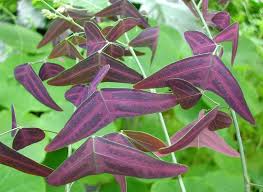 Rare Red Butterfly Wing Christia Vespertilionis Butterfly Plants Rare Flowers Red Butterfly