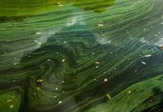 The origins of life on Earth - Curious