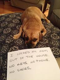 Black And Tan Puggle I Locked My Mom Out Of The House Dog Shaming Puggle Puggle Funny
