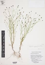 Image result for Schkuhria pinnata