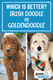 Portrat of a lady poodle dog. Irish Doodle Vs Goldendoodle Lover Doodles Irish Doodle Goldendoodle Doodle Dog Breeds