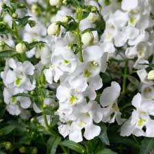 Image result for Angelonia