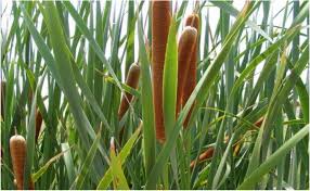 Image result for Typha capensis