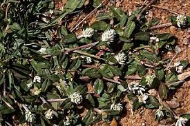 Image result for Gomphrena celosioides