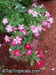 Pin On Adenium