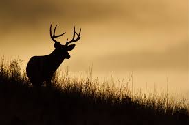 Image result for hunting