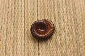 So, to deal with them in your garden soil the key lies in drying out the soil. Millipede Control And Treatments For The Home Yard And Garden