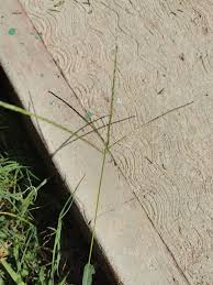 Image result for Digitaria ternata