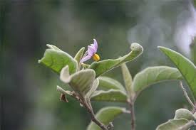 Image result for Solanum campylacanthum 'panduriforme type'