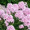 The crushed roots and leaves lather when mixed with water. Https Encrypted Tbn0 Gstatic Com Images Q Tbn And9gcschkgpobuwykkzrolpveftzzuy0dghvsrejxesylmpjqneenb0 Usqp Cau