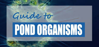 Ponds in nature receive nutrients from the beneficial bacteria are essential helpers in the garden pond and for pond filters, pond clarity, and the overall quality of pond water. Types Of Bacteria Microorganisms In Pond Water With Pictures Pond Informer