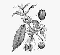 Coffee Plant Botanical Drawing Png Download Botanical Coffee Plant Transparent Png Transparent Png Image Pngitem Download for free in png, svg, pdf formats 👆. coffee plant botanical drawing png