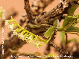 Image result for Angraecum chamaeanthus