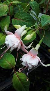 Guy Ann Mennens Fuchsia Garden Beautiful Flowers Rare Flowers