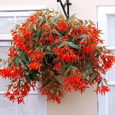 Begonia Santa Cruz Sunset F1 Plants 14 95 From Mr Fothergills Seeds Plants For Hanging Baskets Hanging Plants Plants