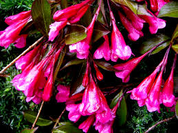 Maybe you would like to learn more about one of these? Woody Plants For Shade Part 5 Carolyn S Shade Gardens
