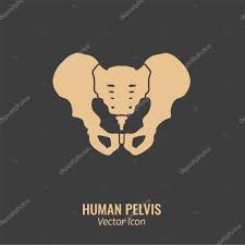 These color codes can change the color of the background, text, and tables on a web page. Human Male Anatomy Icon Pelvis Image In A Flat Style Vector Illustration In Beige Colour Isolated On A Dark Grey Background Premium Vector In Adobe Illustrator Ai Ai Format