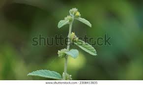 Image result for Waltheria
