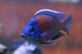 He was a tiny carnival fish in sept. 10 Best Fish For A 10 Gallon Tank Setup Pethelpful