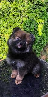 Browse 6,422 pomeranian stock photos and images available, or search for pomeranian puppy or pomeranian isolated to find more great stock photos and pictures. Pomeranian Puppies New Jersey Home Facebook